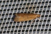 Helcystogramma lutatella