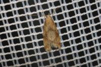 Brachmia blandella