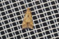 Brachmia blandella