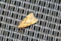 Brachmia blandella