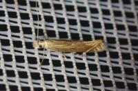 Isophrictis