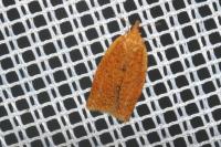 Clepsis consimilana