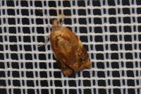 Ditula angustiorana