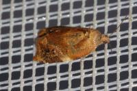 Ditula angustiorana