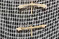 Gillmeria ochrodactyla