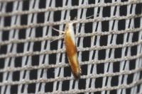 Argyresthia albistria