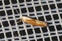 Argyresthia albistria