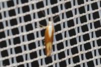 Argyresthia albistria