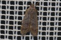 Anacampsis timidella