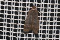 Anacampsis timidella