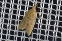 Acompsia schmidtiellus