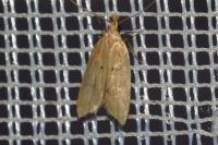 Acompsia schmidtiellus