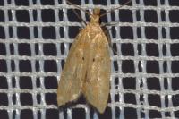 Acompsia schmidtiellus