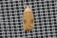 Agonopterix nervosa