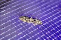 Sorhagenia