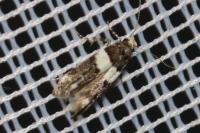 Recurvaria leucatella