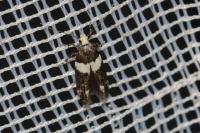 Recurvaria leucatella