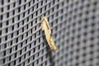 Argyresthia bonnetella