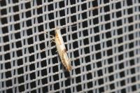 Argyresthia bonnetella