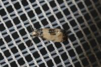 Neocochylis dubitana