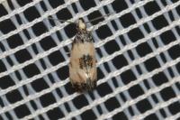 Neocochylis dubitana