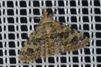 Alucita hexadactyla