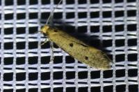Tinea trinotella