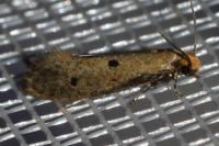 Tinea trinotella