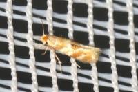 Bucculatrix ulmella