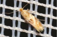 Bucculatrix ulmella