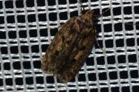 Hofmannophila pseudospretella