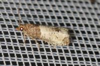 Notocelia roborana
