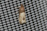 Notocelia roborana