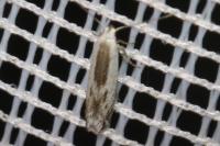 Thiotricha subocellea