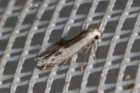 Thiotricha subocellea