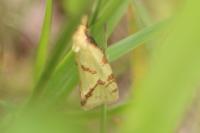 Agapeta hamana