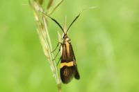 Nemophora degeerella