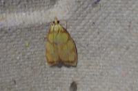 Acleris bergmanniana