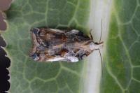 Acleris cristana