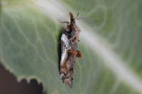Acleris cristana