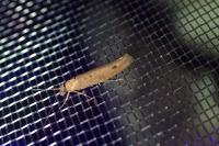 Ypsolopha ustella