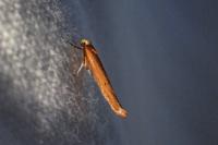 Zelleria hepariella