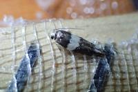 Recurvaria leucatella