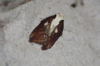 Acleris cristana