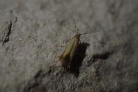 Coptotriche marginea