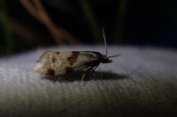 Aethes cnicana/rubigana