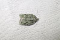 Acleris literana