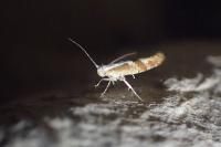Argyresthia pruniella