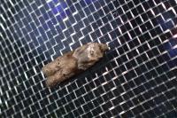 Blastobasis glandulella