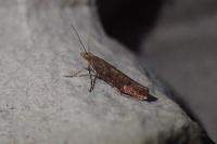 Ypsolopha ustella